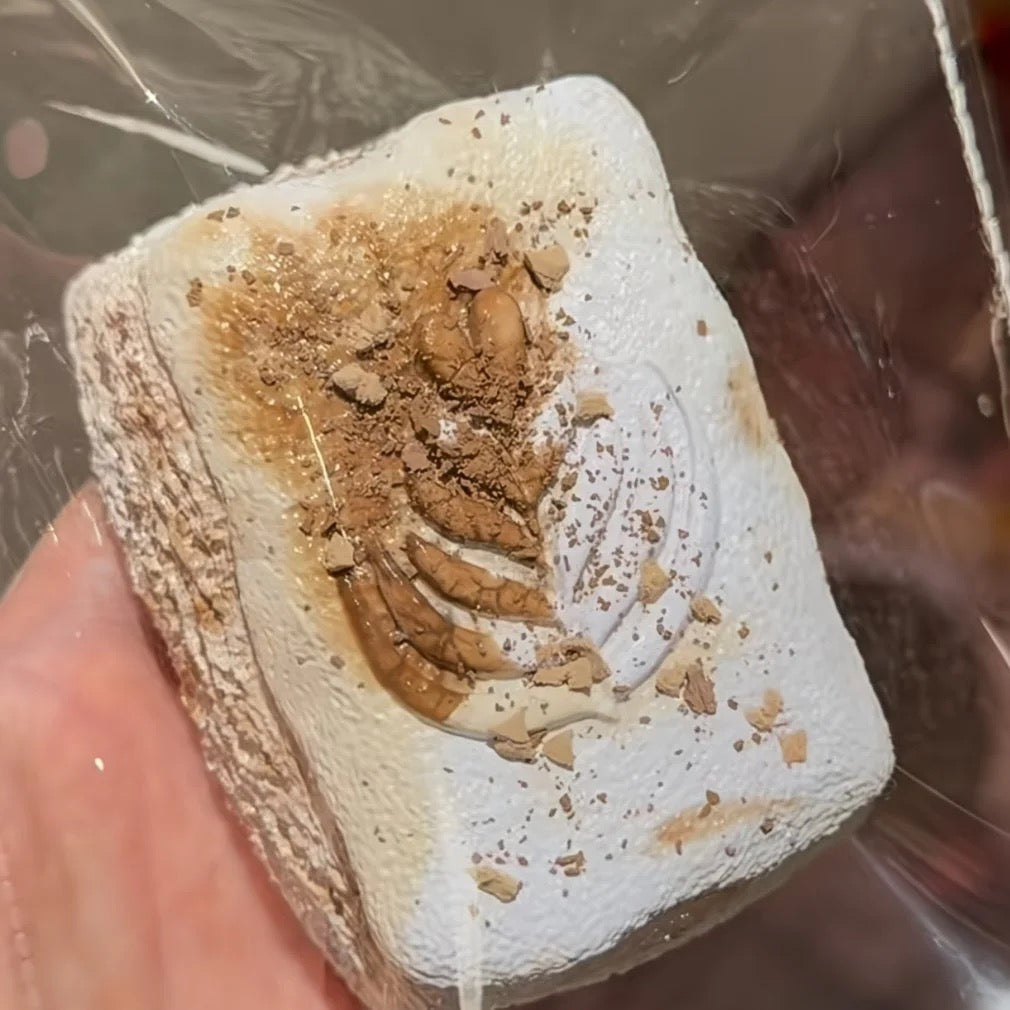 クリーム スクイーズ 5色 PVC包装 170g